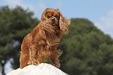CAVALIER KING CHARLES 174